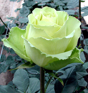 roses_and_fresh_cut_flowers_from_ecuador.jpg